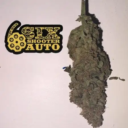 Six shoot Auto 🥥🥥