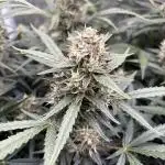 Six shoot Auto 🥥🥥