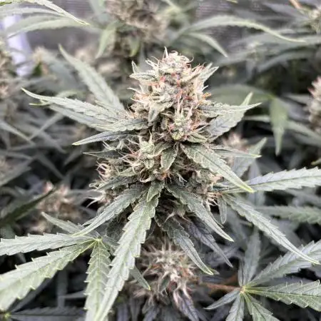 Six shoot Auto 🥥🥥
