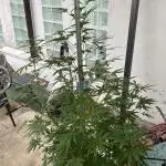 Gorilla Cookies Auto 🥥🥥