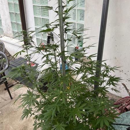 Gorilla Cookies Auto 🥥🥥