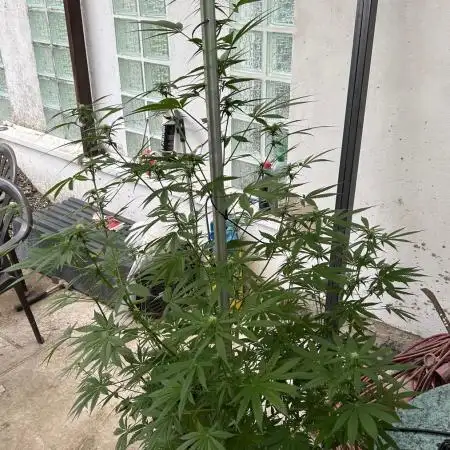 Gorilla Cookies Auto 🥥🥥