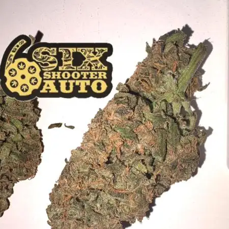 Six shoot Auto 🥥🥥