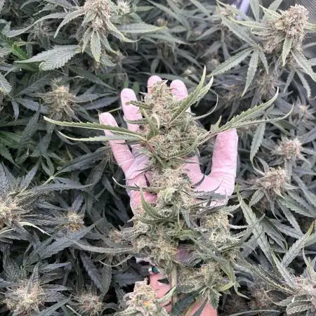 Six shoot Auto 🥥🥥