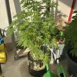 Gorilla Cookies Auto 🥥🥥