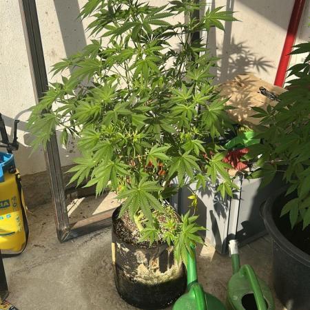 Gorilla Cookies Auto 🥥🥥