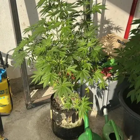 Gorilla Cookies Auto 🥥🥥