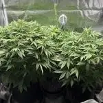 Six shoot Auto 🥥🥥