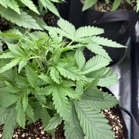 Gorilla Cookies Auto 🥥🥥