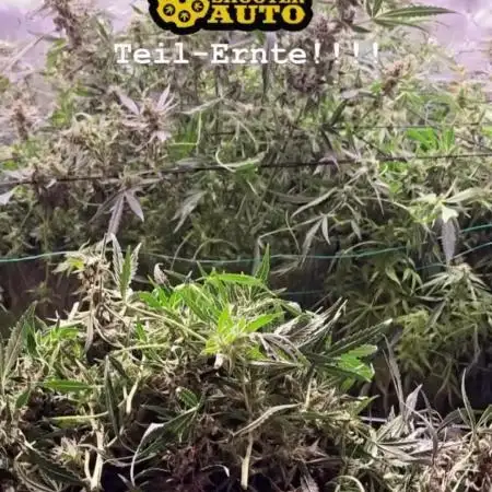 Six shoot Auto 🥥🥥