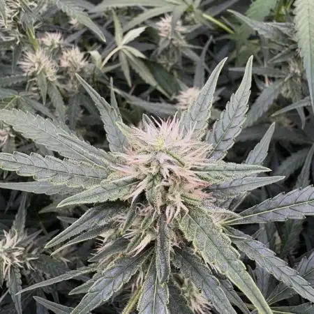 Six shoot Auto 🥥🥥