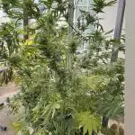 Gorilla Cookies Auto 🥥🥥