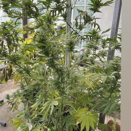 Gorilla Cookies Auto 🥥🥥