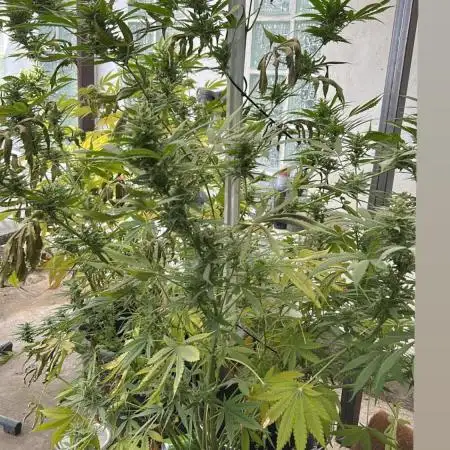 Gorilla Cookies Auto 🥥🥥