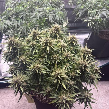 Six Shooter Auto