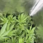 Gorilla Cookies Auto 🥥🥥