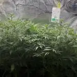 Six shoot Auto 🥥🥥
