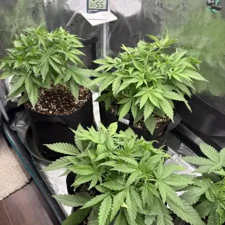 Six shoot Auto 🥥🥥