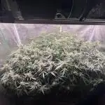 Six shoot Auto 🥥🥥