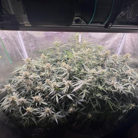 Six shoot Auto 🥥🥥