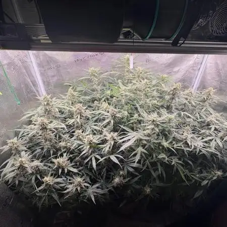 Six shoot Auto 🥥🥥