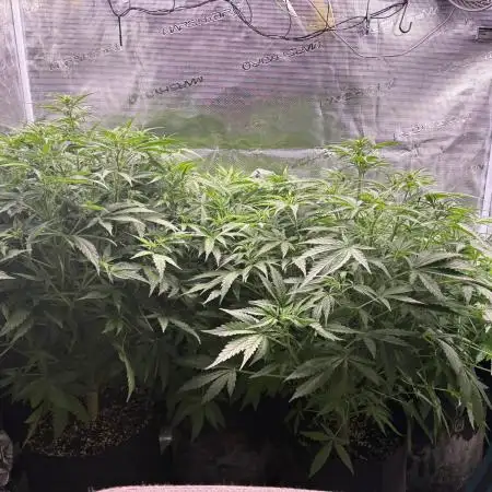 Six shoot Auto 🥥🥥