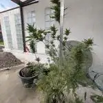 Gorilla Cookies Auto 🥥🥥