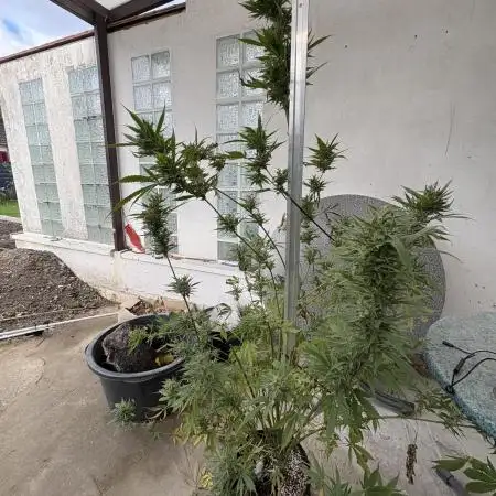 Gorilla Cookies Auto 🥥🥥