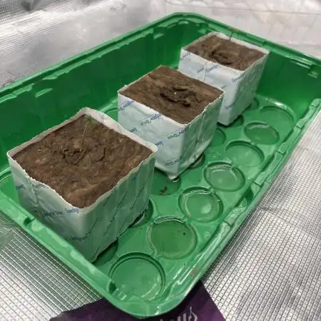 Golosa 🥥🥥