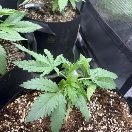 Gorilla Cookies Auto 🥥🥥