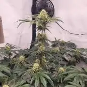 Frozen Cherry von Zmoothiez und Tahiti Pop von Tricoma Gold Genetics