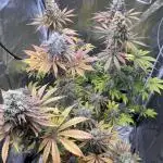 Grow24.Aug-Dez; Do Si Dos 33