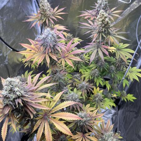 Grow24.Aug-Dez; Do Si Dos 33