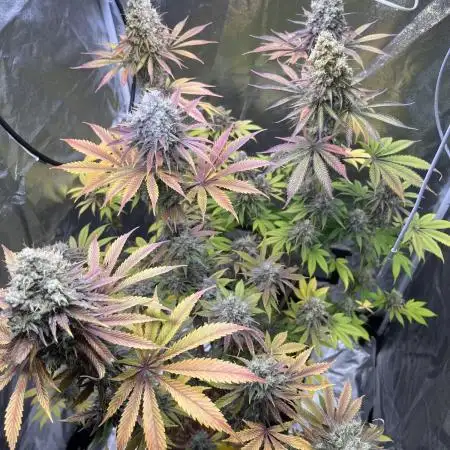 Grow24.Aug-Dez; Do Si Dos 33