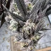 Dutch Passion / 2 Plants 1,56m2