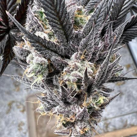 Dutch Passion / 2 Plants 1,56m2