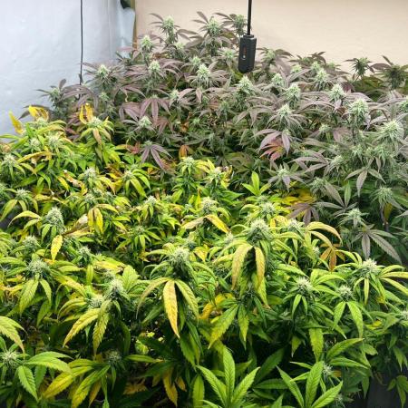 Dutch Passion / 2 Plants 1,56m2