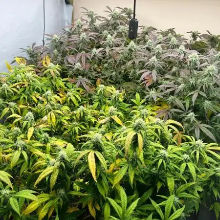 Dutch Passion / 2 Plants 1,56m2