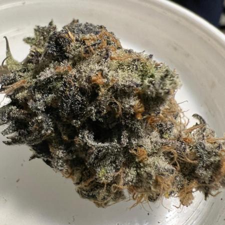 Dutch Passion / 2 Plants 1,56m2