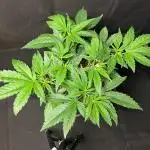 Liquid Hydrogen Peach