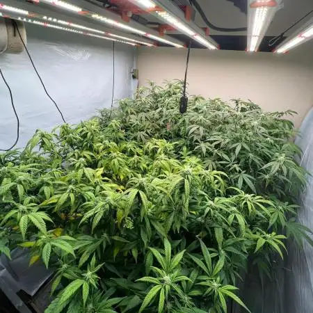 Dutch Passion / 2 Plants 1,56m2