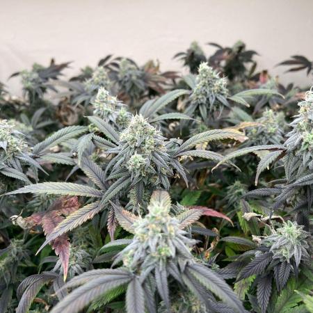 Dutch Passion / 2 Plants 1,56m2