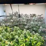 Dutch Passion / 2 Plants 1,56m2