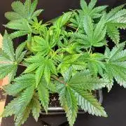 White Truffle X Chimera