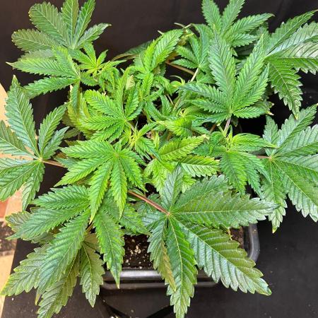 White Truffle X Chimera