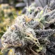 Dutch Passion / 2 Plants 1,56m2