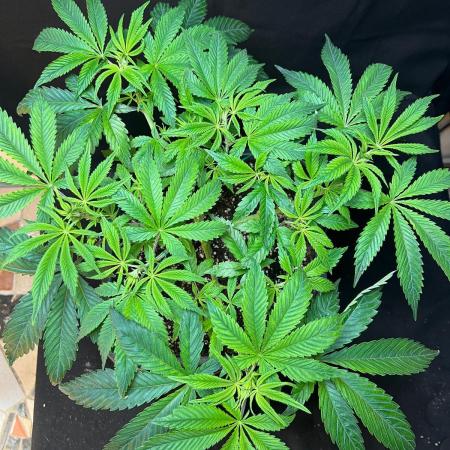 Liquid Hydrogen Peach