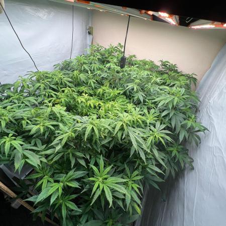Dutch Passion / 2 Plants 1,56m2