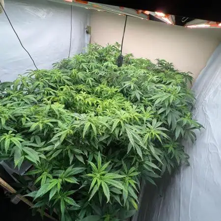 Dutch Passion / 2 Plants 1,56m2