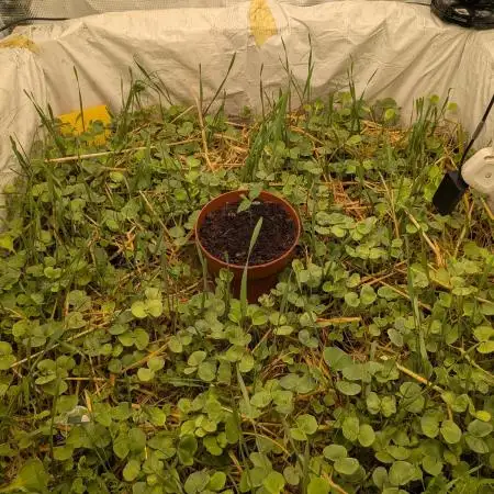Guawi Ace Seeds | notill 250L cycle #1